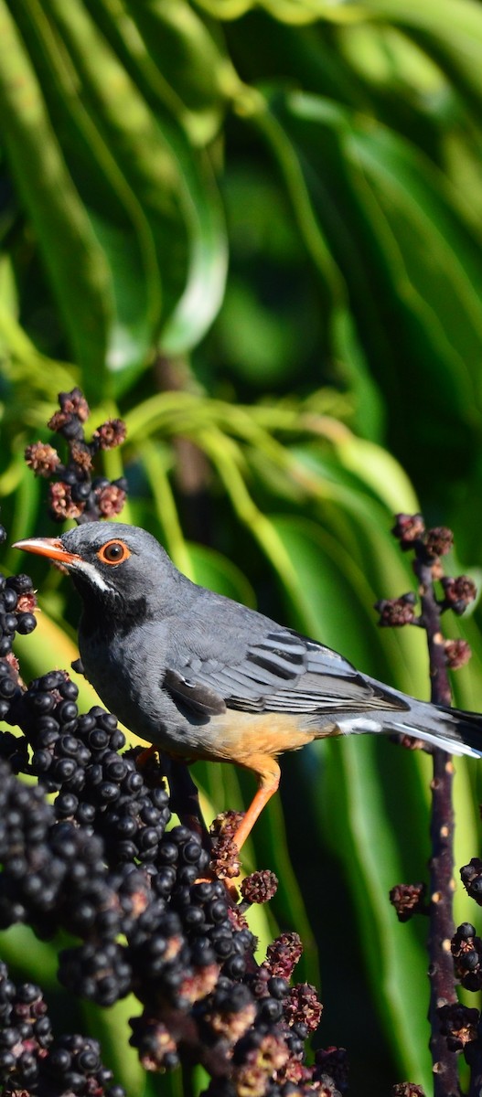 Western Red-legged Thrush - ML643229059