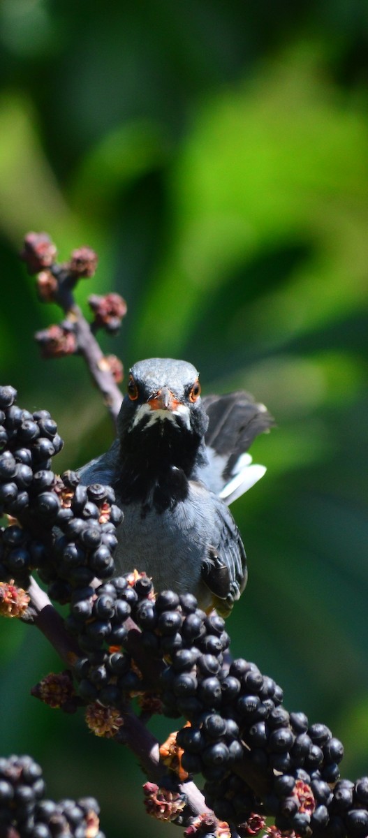 Western Red-legged Thrush - ML643229060
