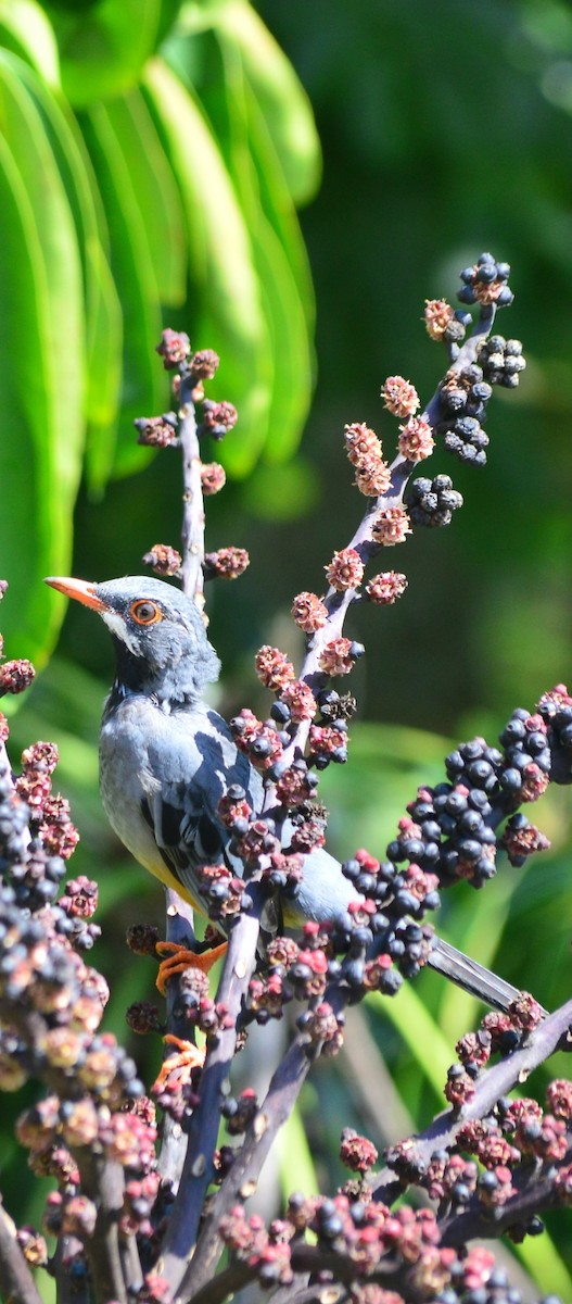 Western Red-legged Thrush - ML643229062