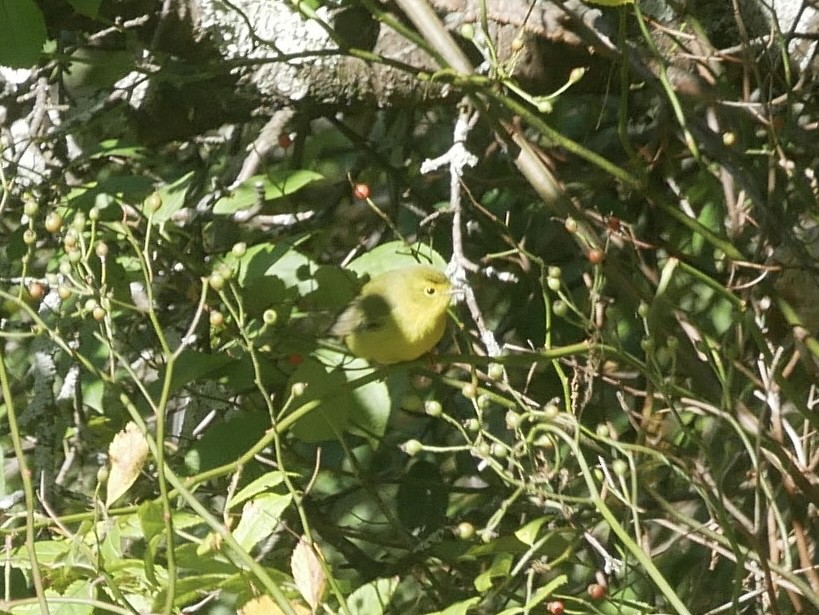 Wilson's Warbler - ML643229065