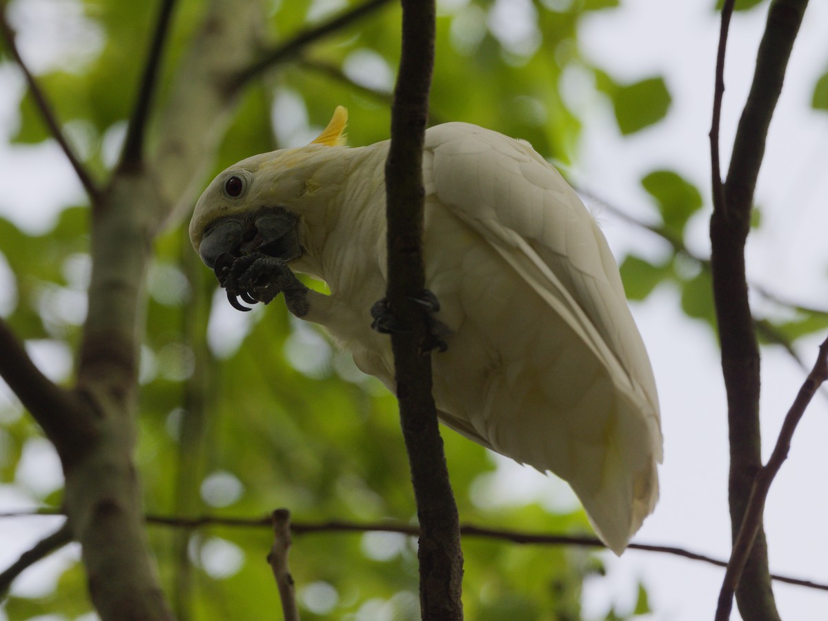 Yellow-crested Cockatoo - ML643229068