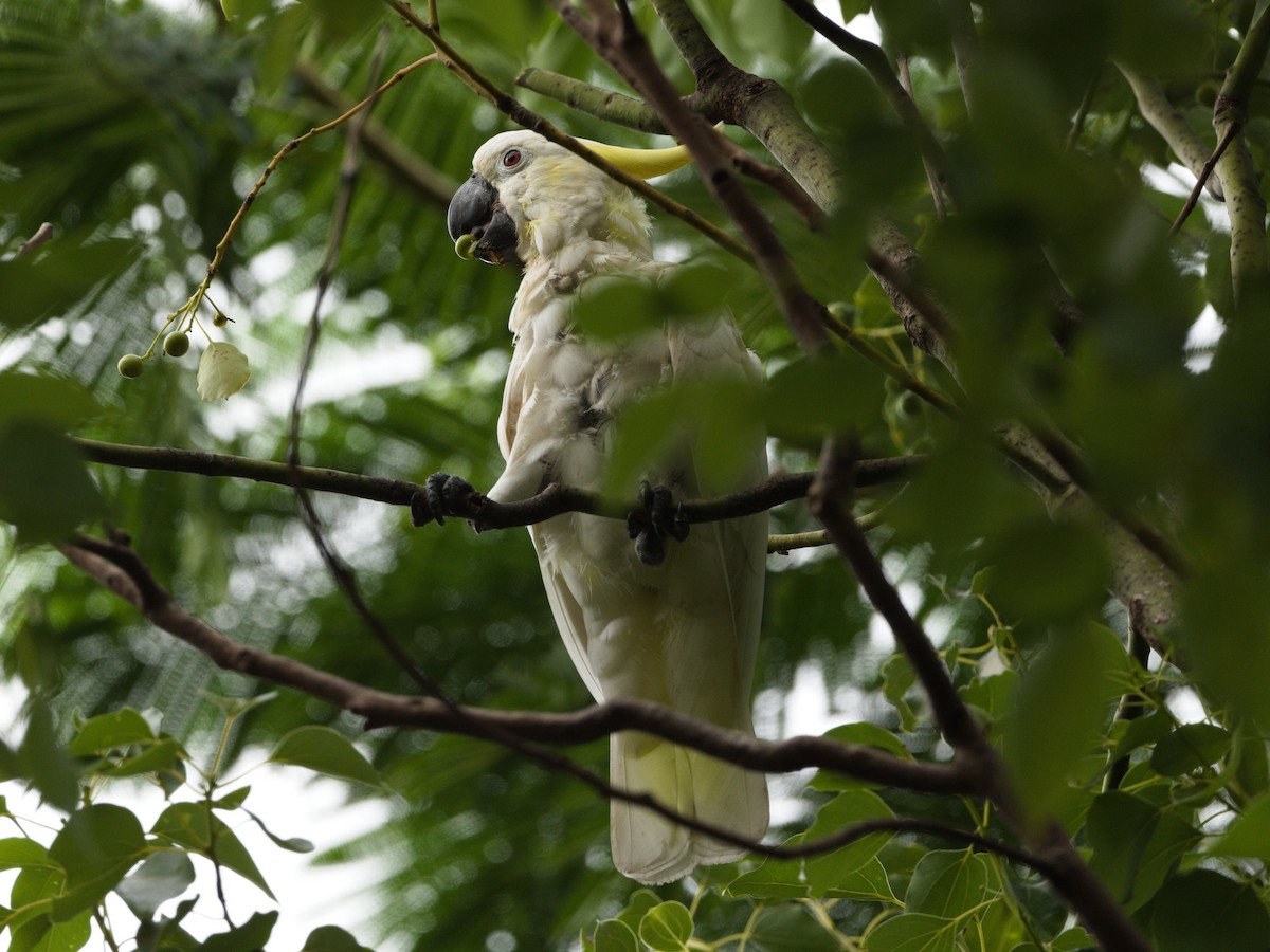 Yellow-crested Cockatoo - ML643229071