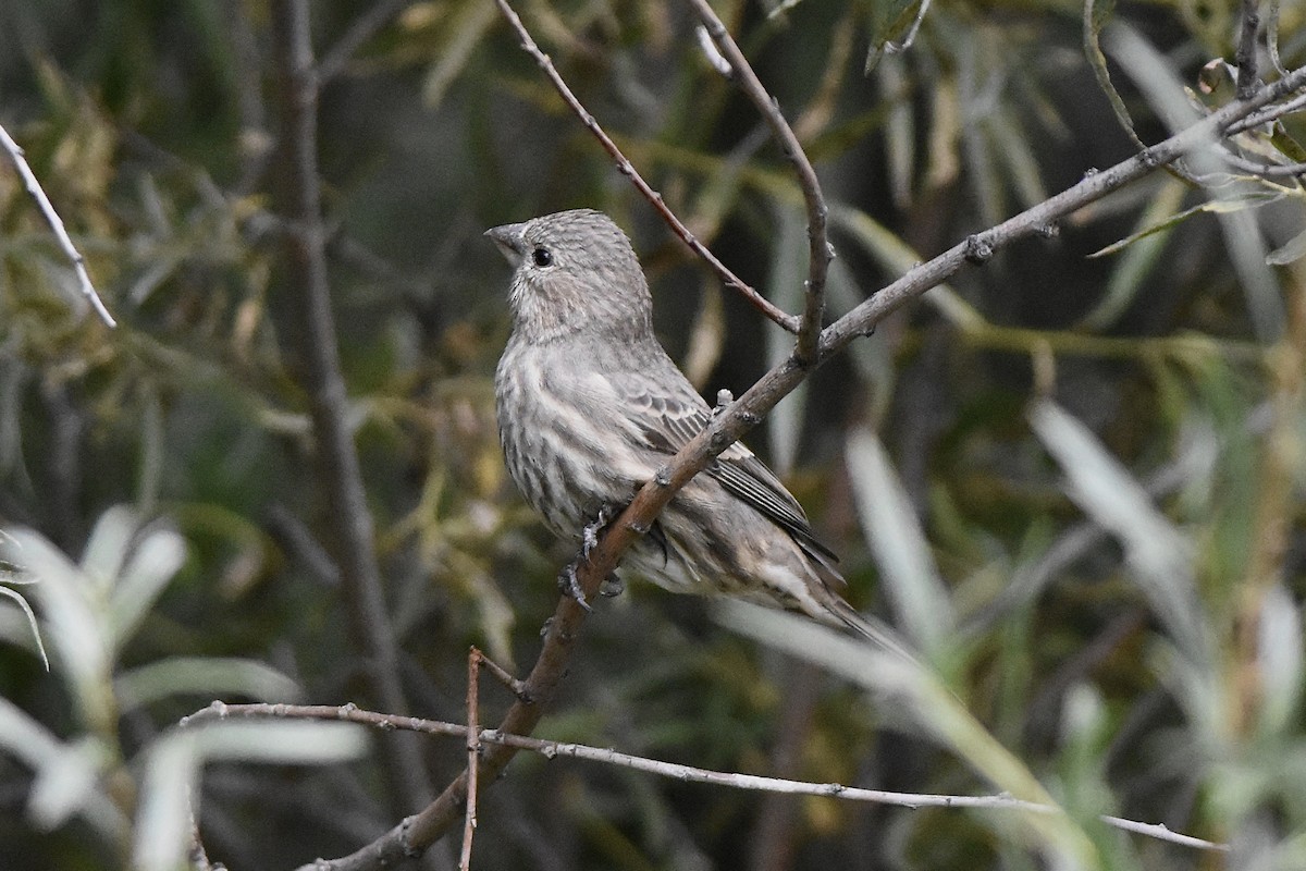 House Finch - ML643229074