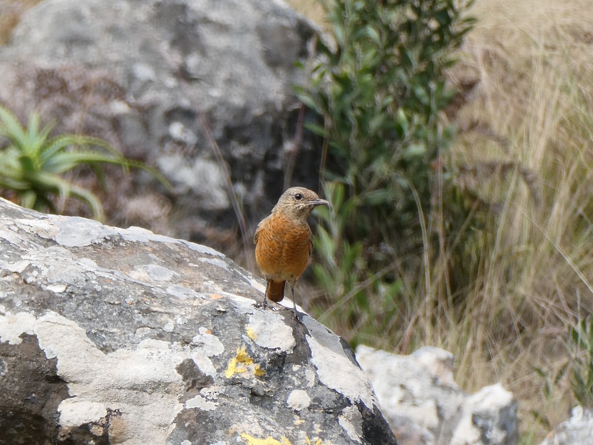 Cape Rock-Thrush - ML643229077