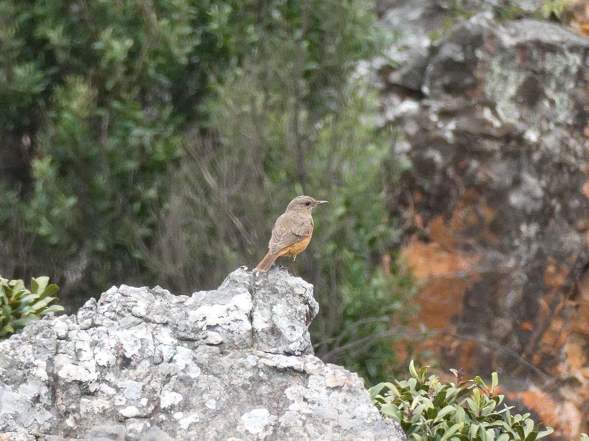 Cape Rock-Thrush - ML643229078