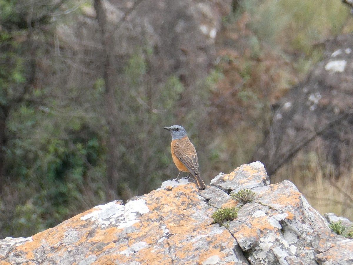Cape Rock-Thrush - ML643229079