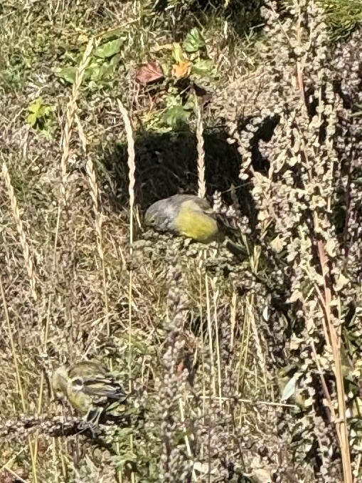 Citril Finch - ML643229080