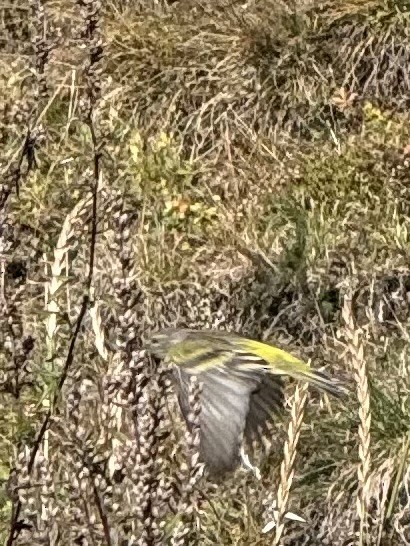 Citril Finch - ML643229081