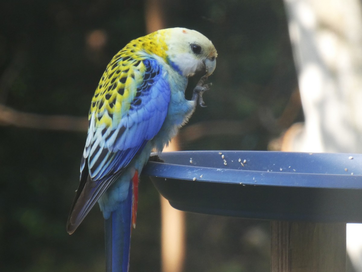 Pale-headed Rosella - ML643229083
