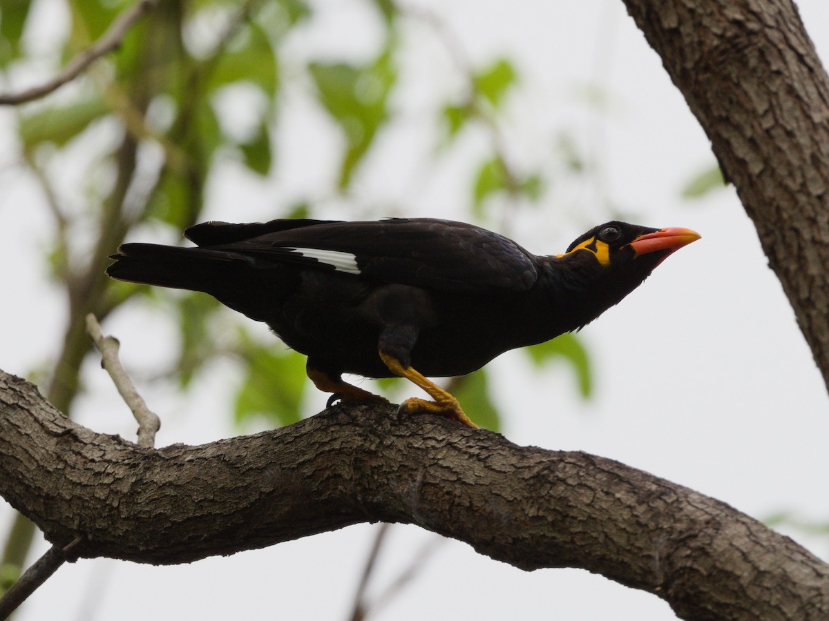 Common Hill Myna - ML643229090