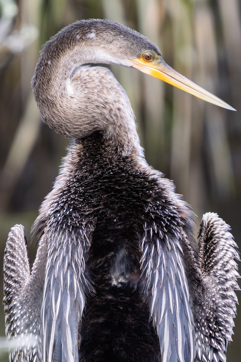 amerikaslangehals - ML643229107