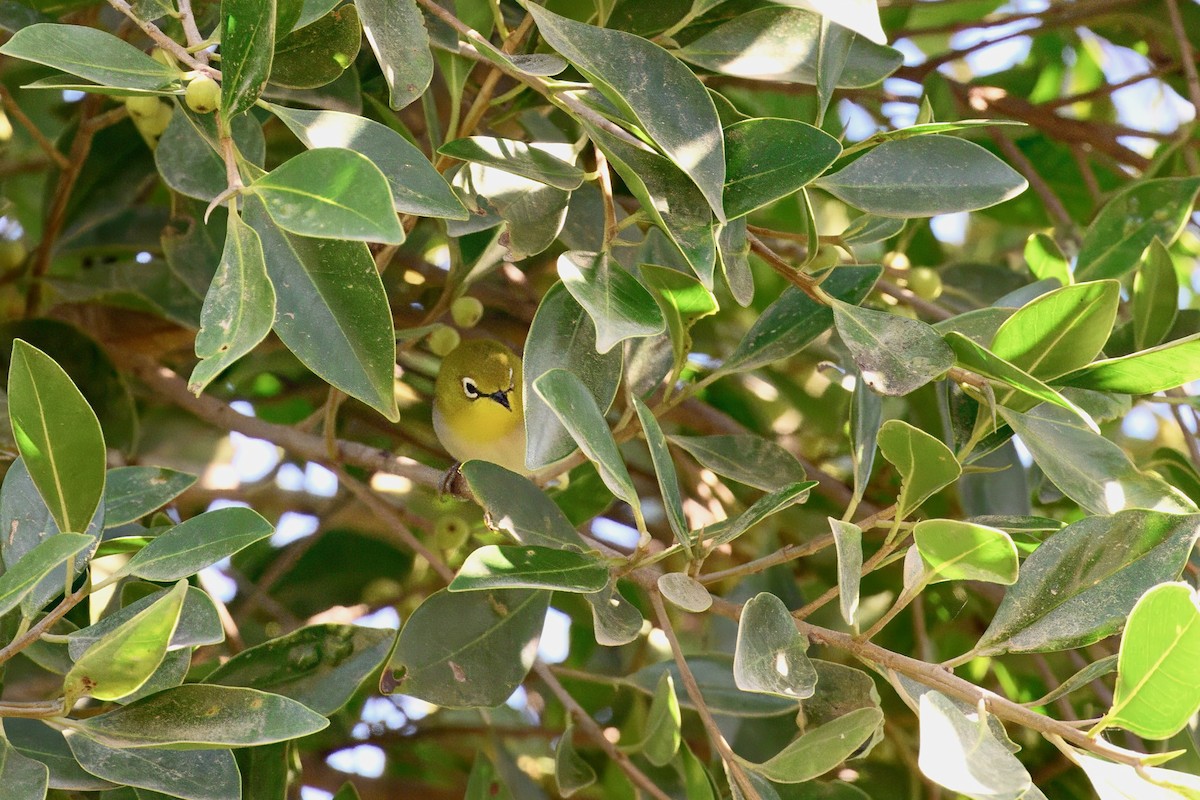 Swinhoebrillenvogel - ML643229108