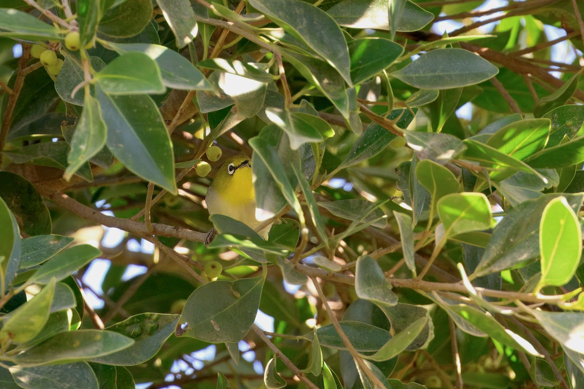 Swinhoebrillenvogel - ML643229109