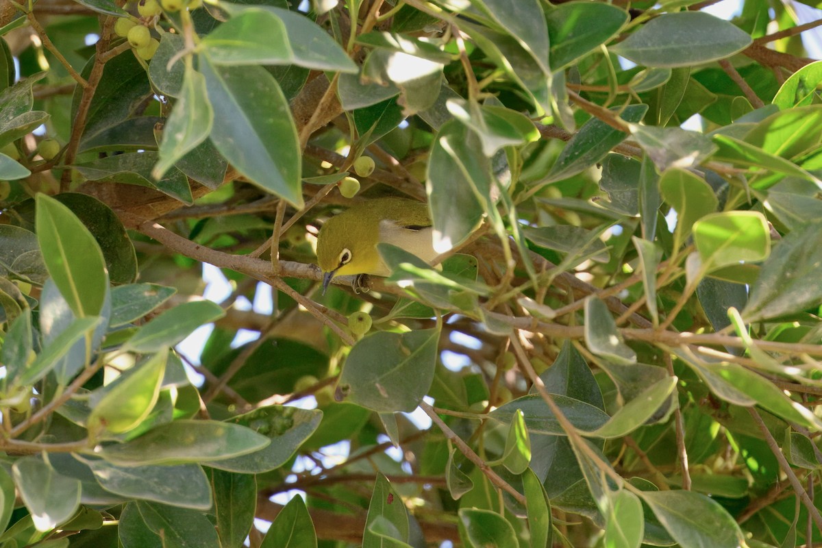 Swinhoebrillenvogel - ML643229110