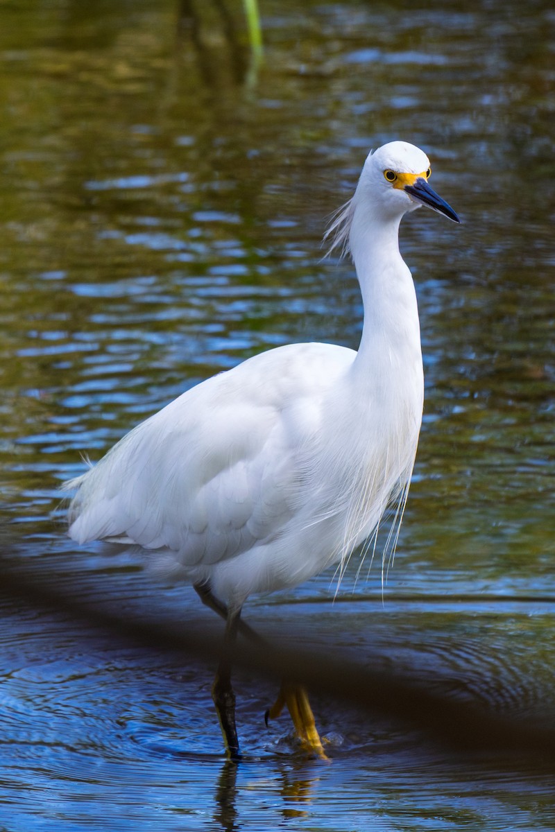 snøhegre - ML643229115