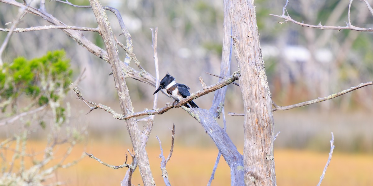 belteisfugl - ML643229119