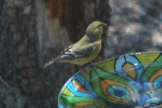 čížek mexický - ML643229121