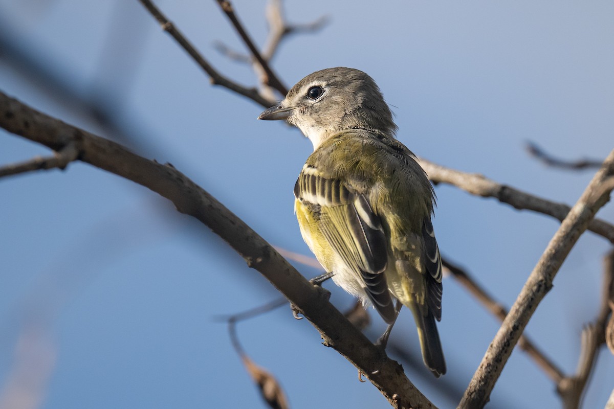 Blue-headed Vireo - ML643229122