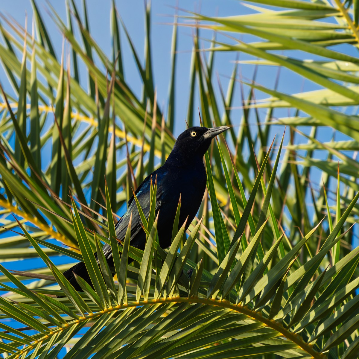 båtstjerttrupial - ML643229123