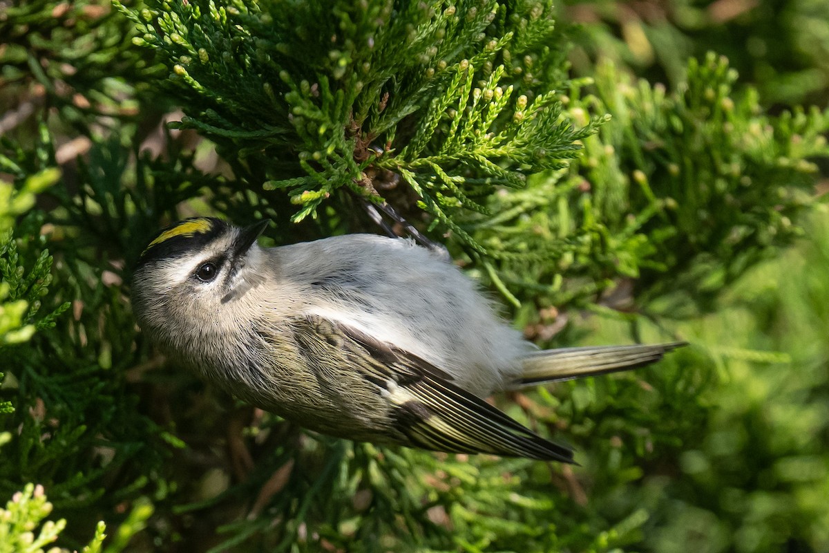 Golden-crowned Kinglet - ML643229125