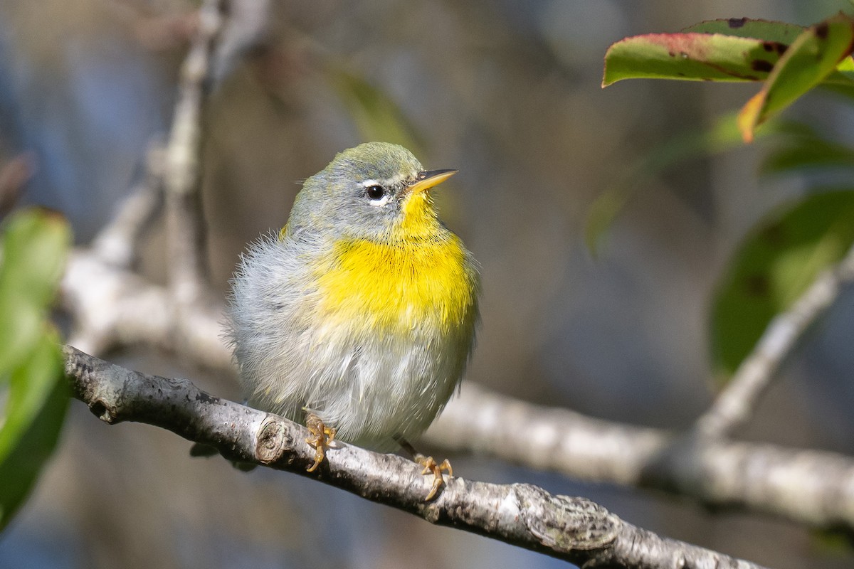 Northern Parula - ML643229130