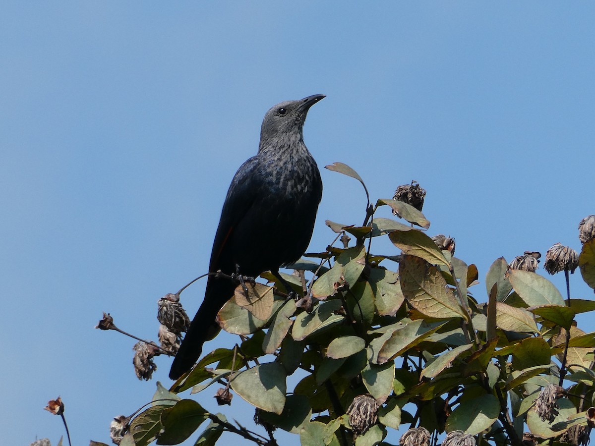 Rotschwingenstar - ML643229131