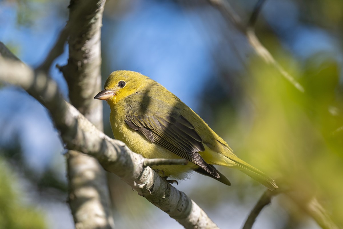 Scarlet Tanager - ML643229134