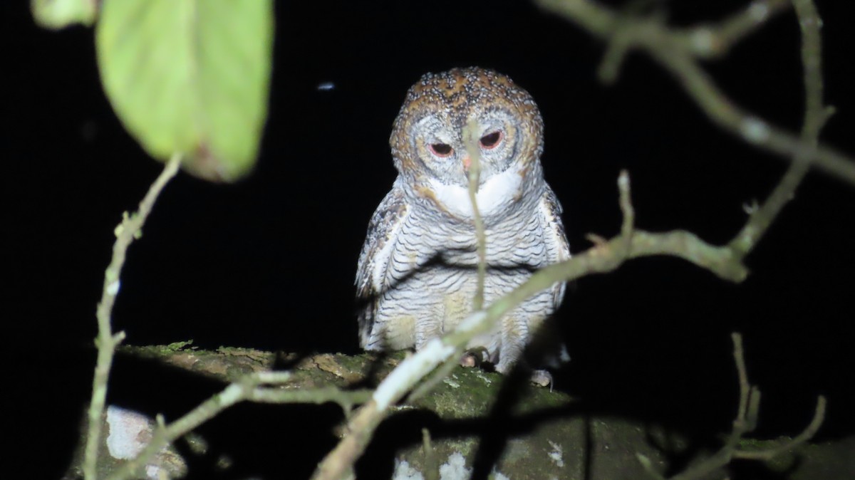 Mottled Wood-Owl - ML643229135