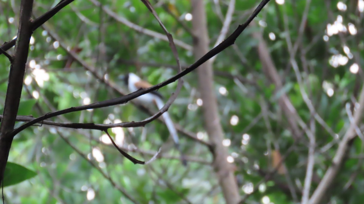 White-bellied Treepie - ML643229150