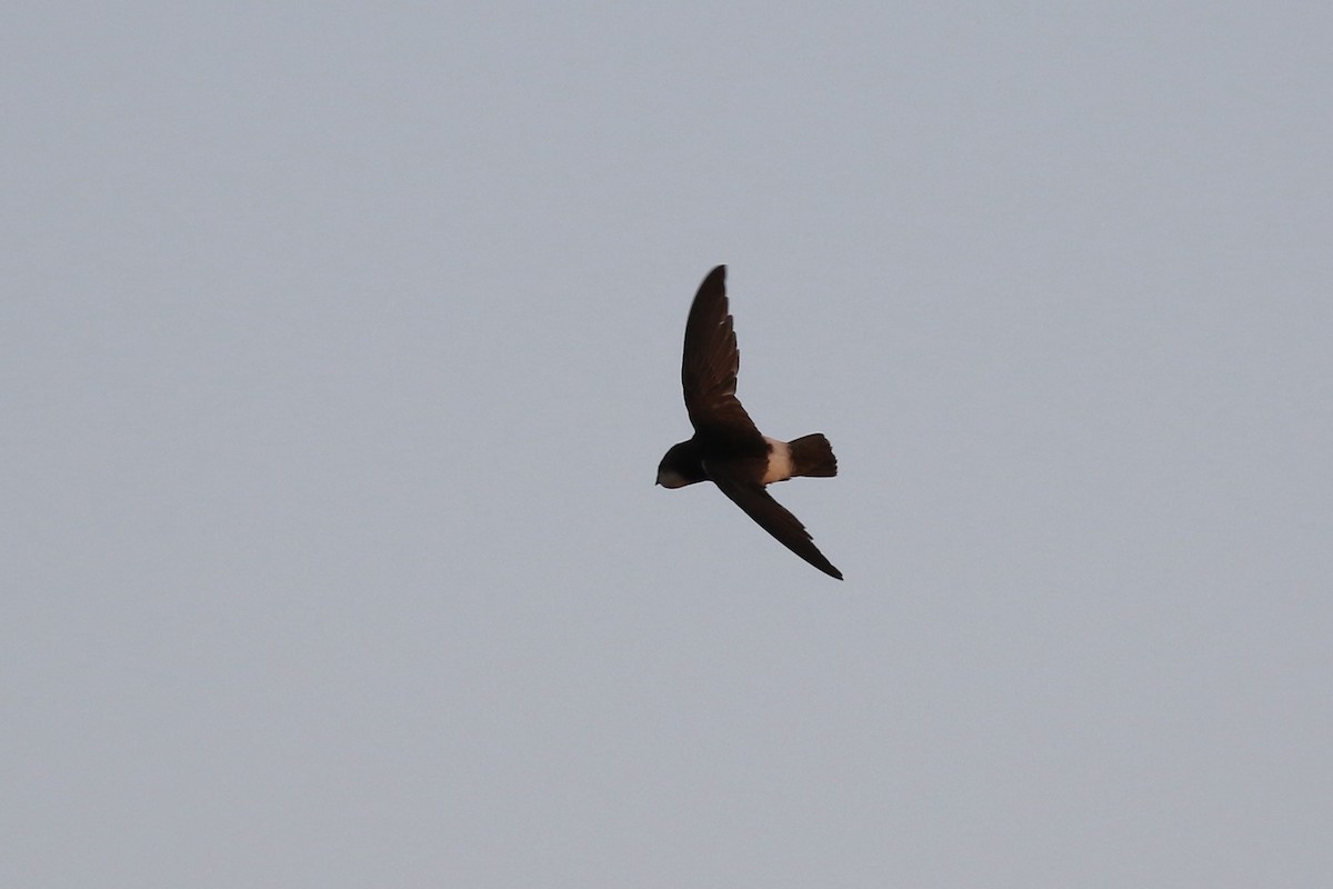 Horus Swift - ML643229153