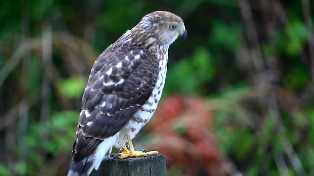 Cooper's Hawk - ML643229160