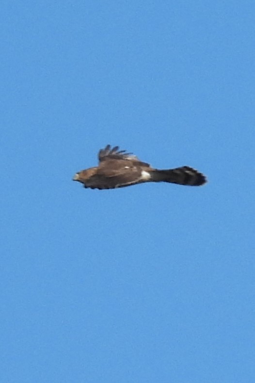 Cooper's Hawk - ML643229170