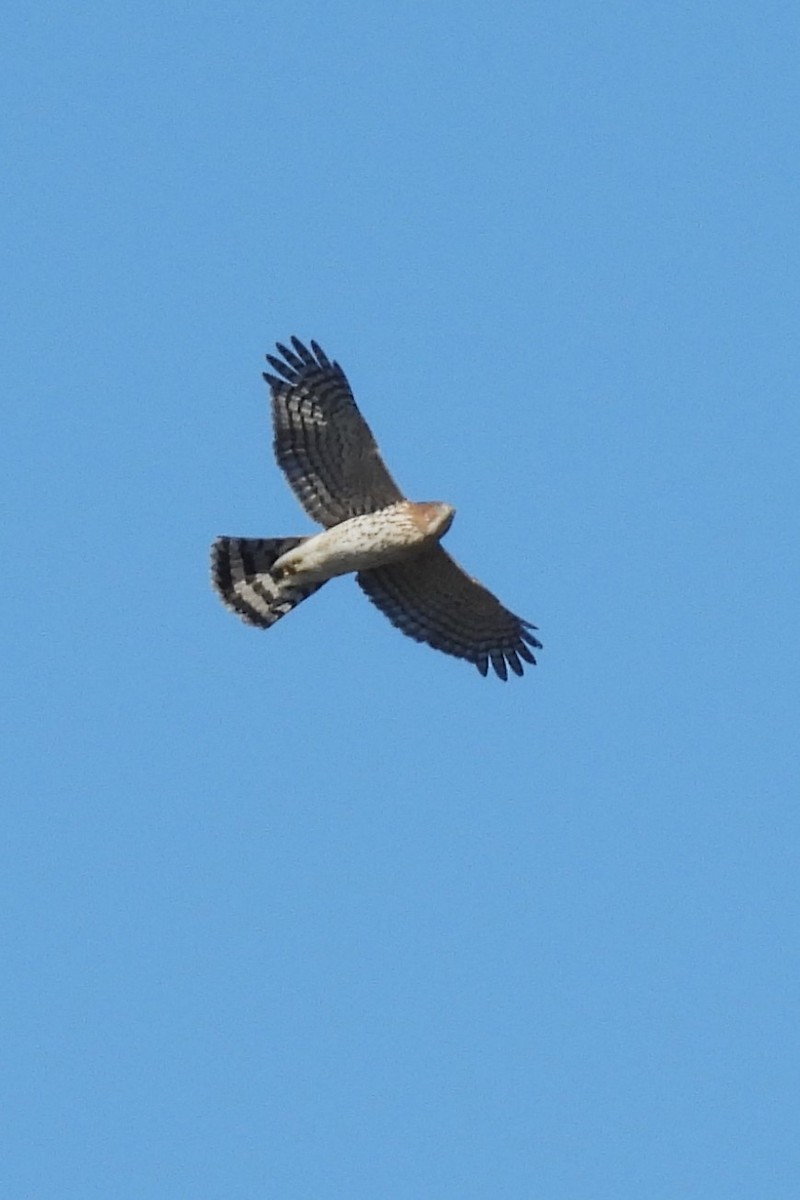 Cooper's Hawk - ML643229171
