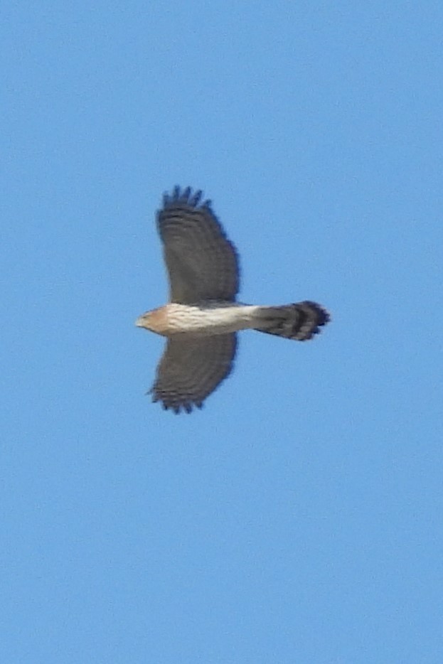 Cooper's Hawk - ML643229172