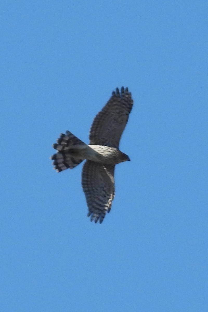 Cooper's Hawk - ML643229173