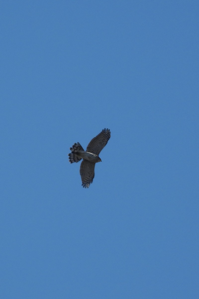 Cooper's Hawk - ML643229174