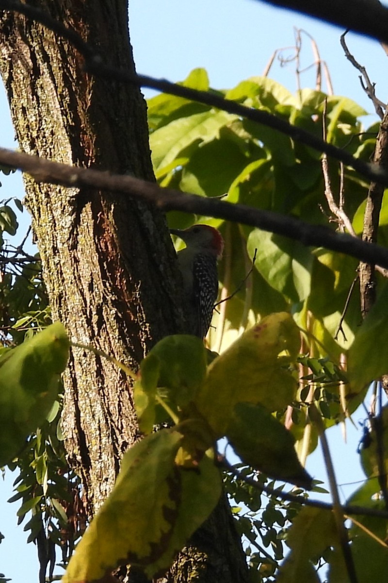Red-bellied Woodpecker - ML643229179
