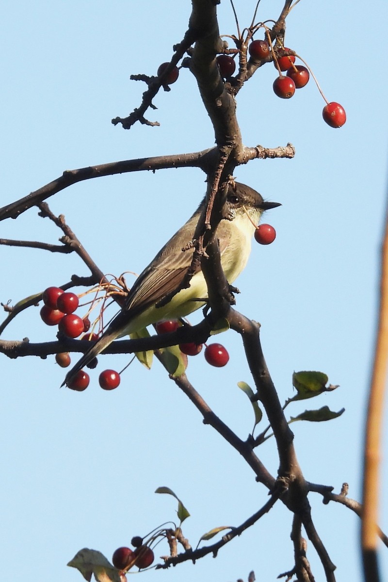 Eastern Phoebe - ML643229180