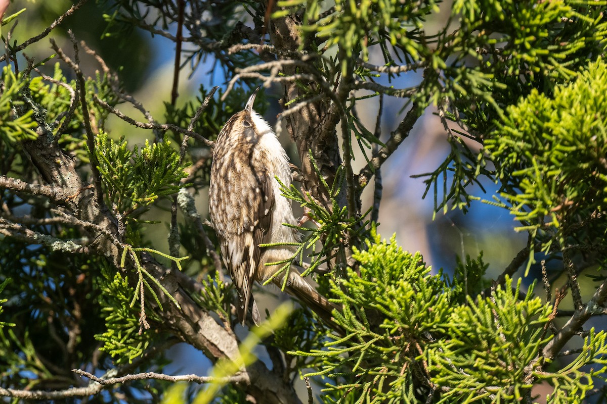 Brown Creeper - ML643229185