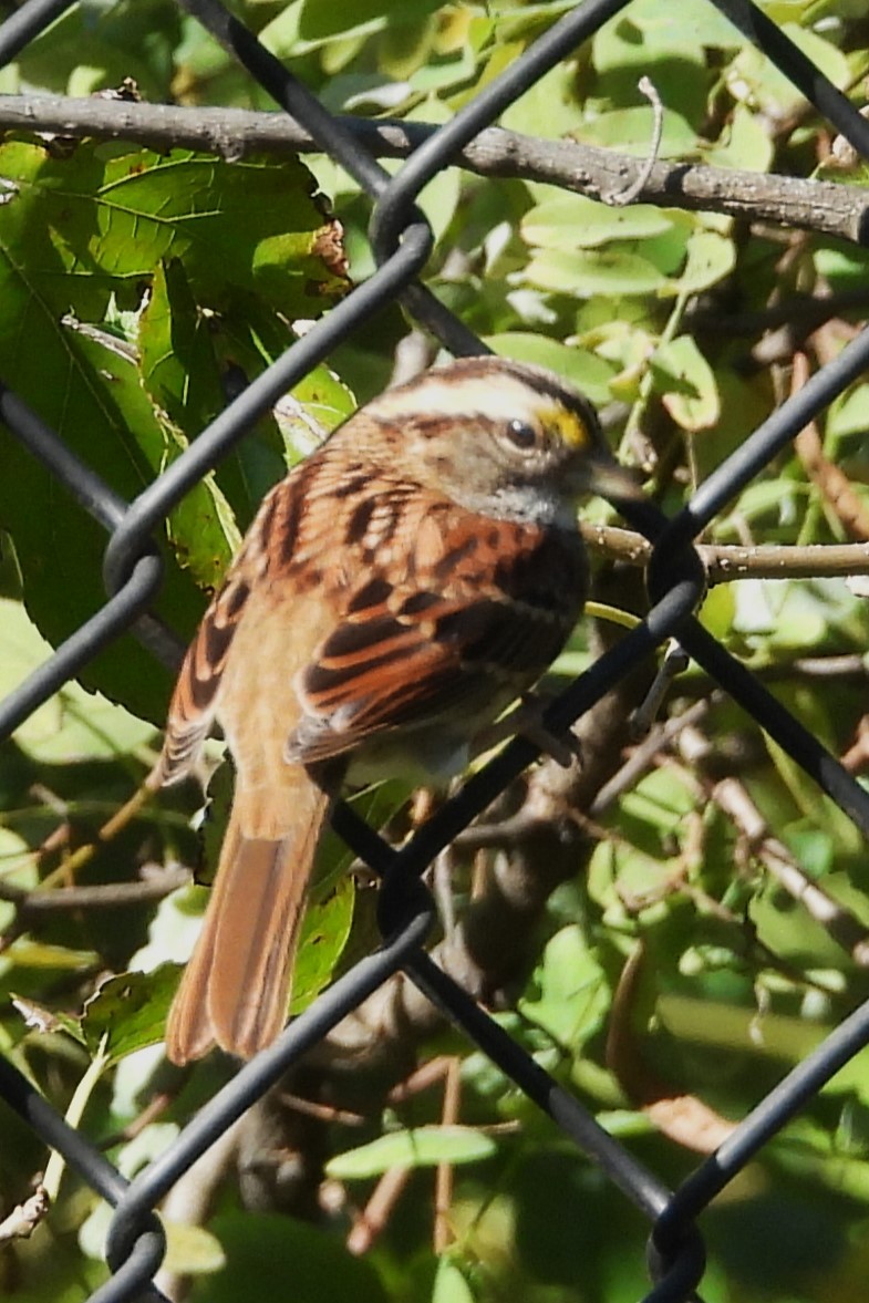 White-throated Sparrow - ML643229190