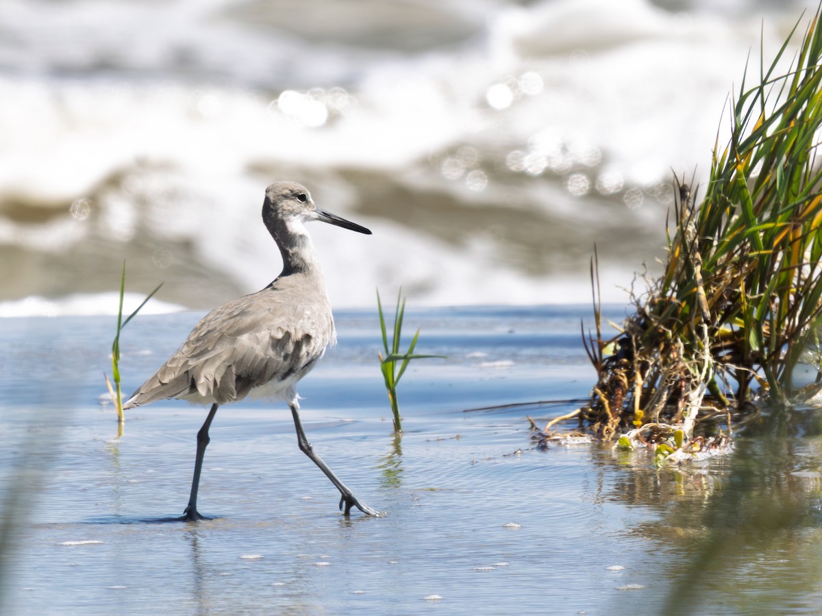 willetsnipe - ML643229194