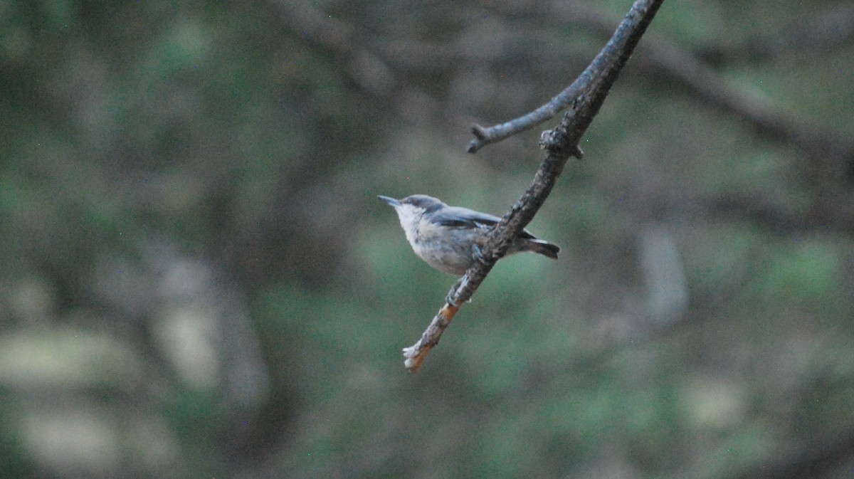 brhlík drobný - ML643229202