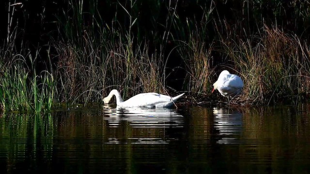 Mute Swan - ML643229207
