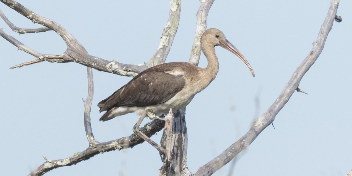 White Ibis - ML643229210