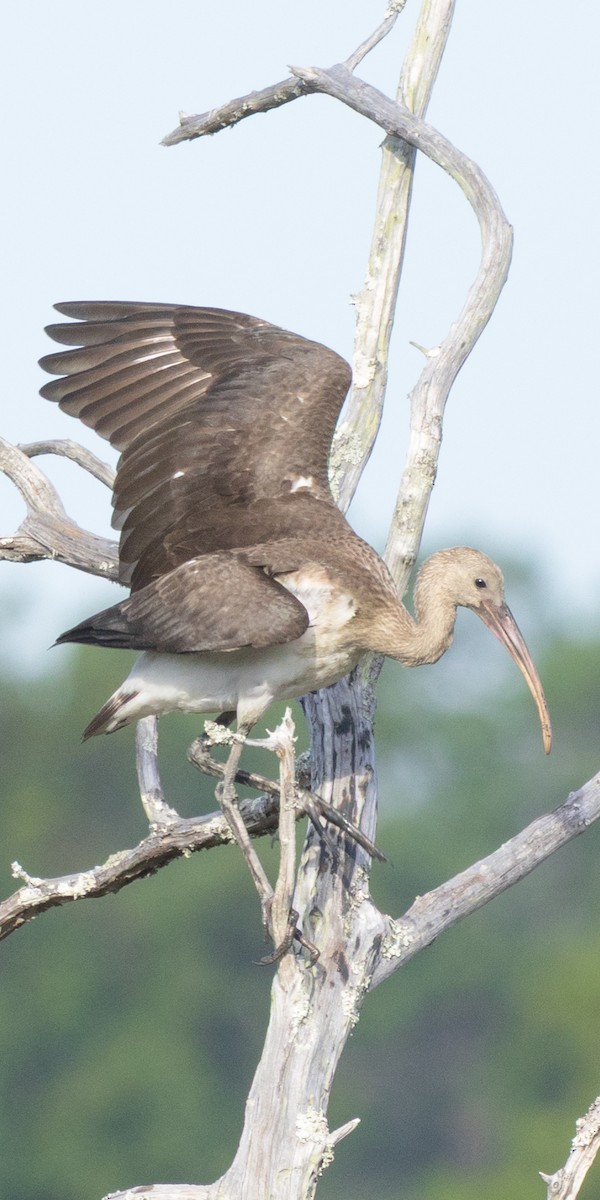 White Ibis - ML643229211