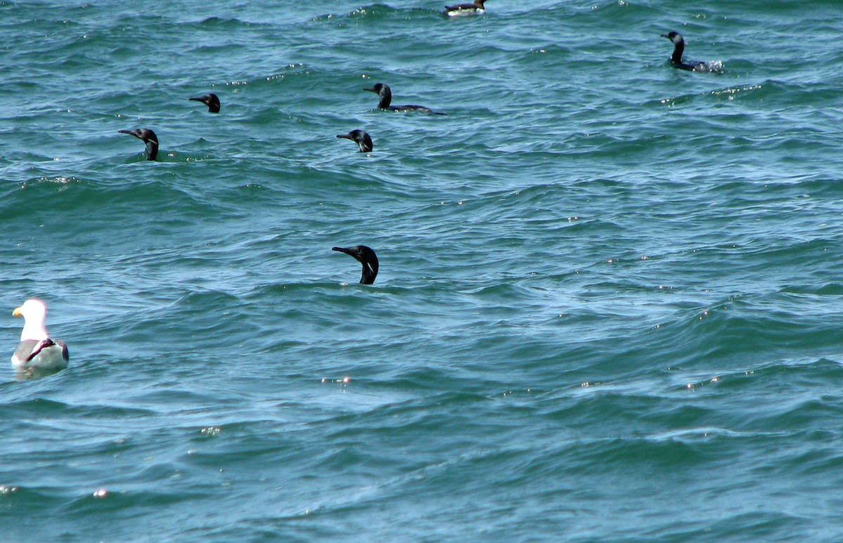 Brandt's Cormorant - ML643229222
