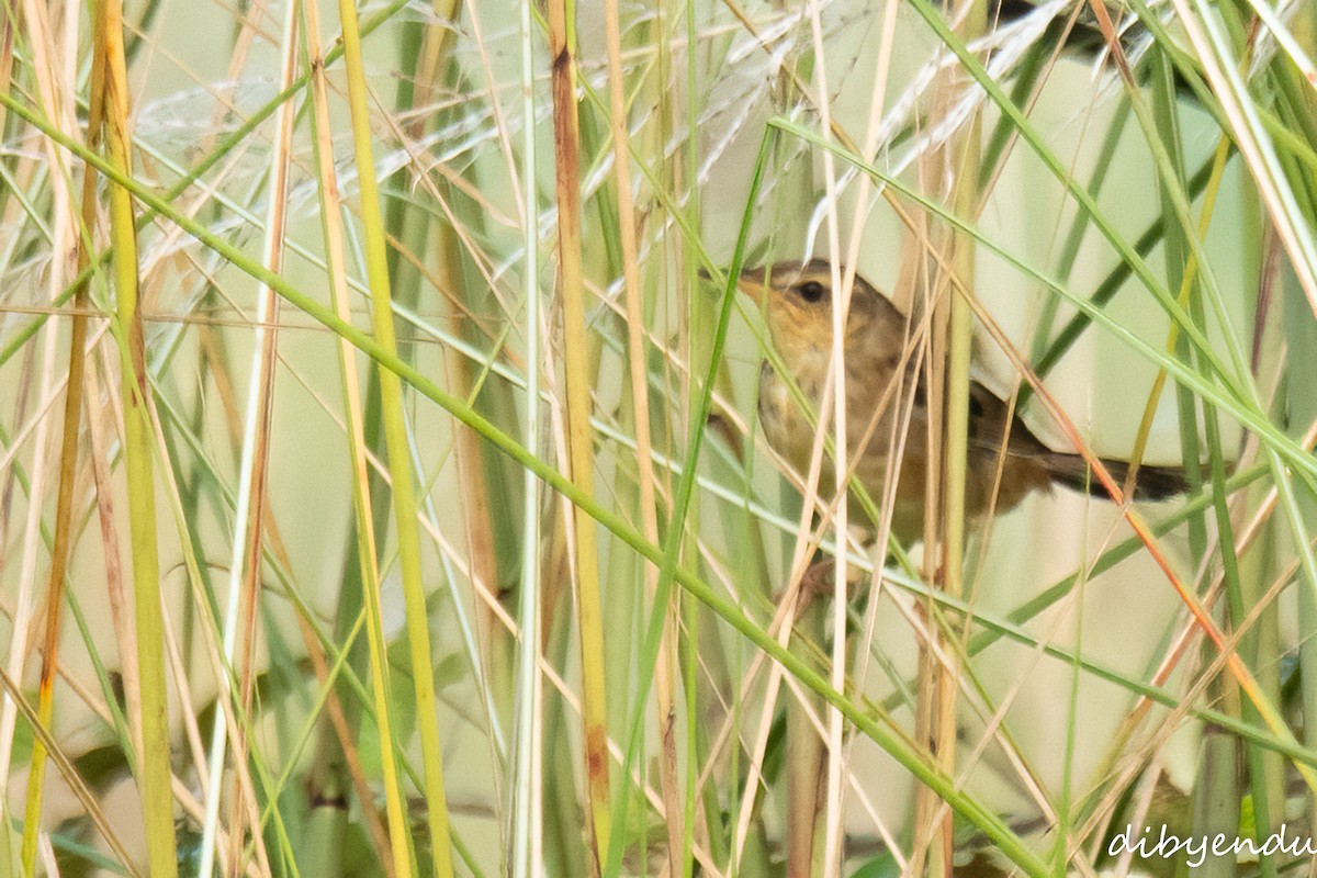 Pallas's Grasshopper Warbler - ML643229259