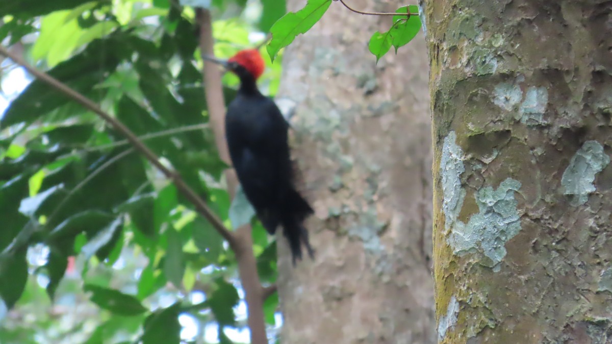 White-bellied Woodpecker - ML643229268