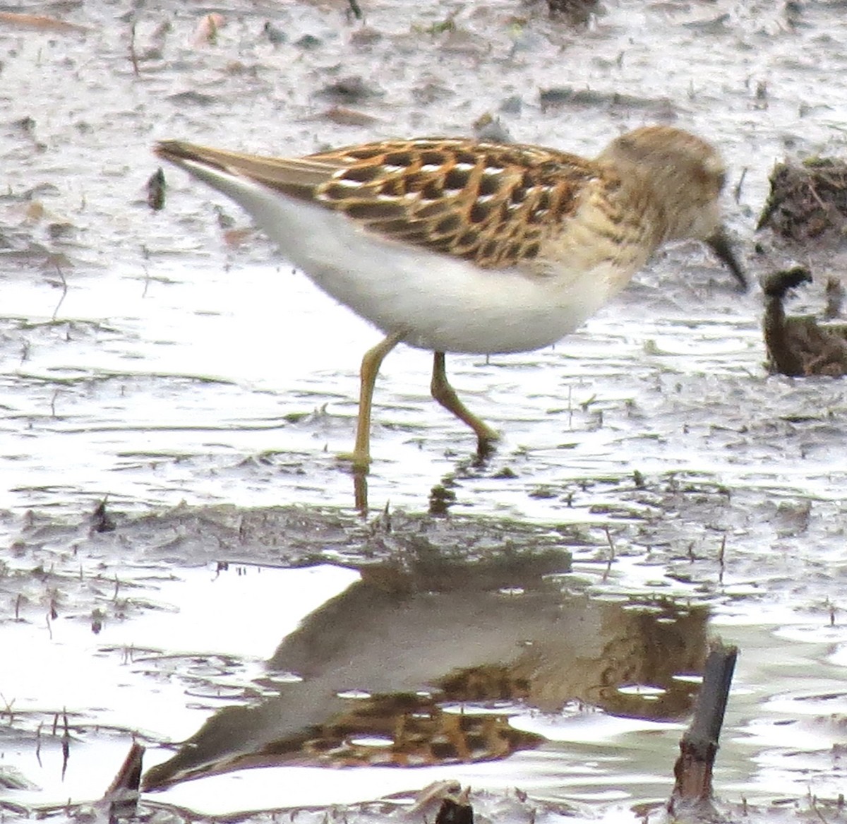 Least Sandpiper - ML643229275
