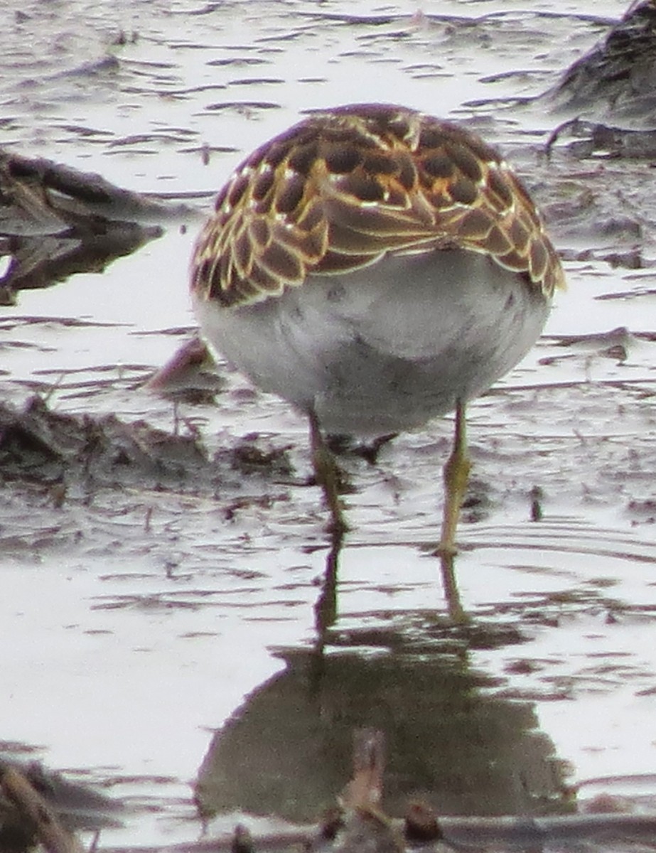 Least Sandpiper - ML643229276